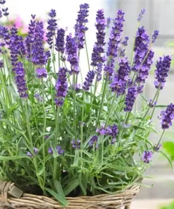 Lavender English