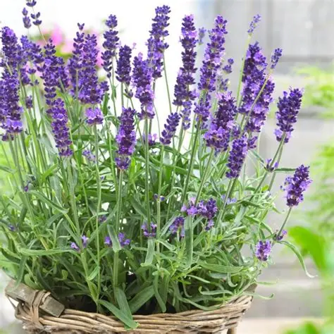 Lavender English