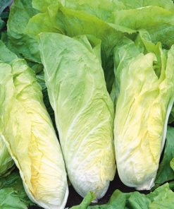Leaf Chicory Bianca di Milano
