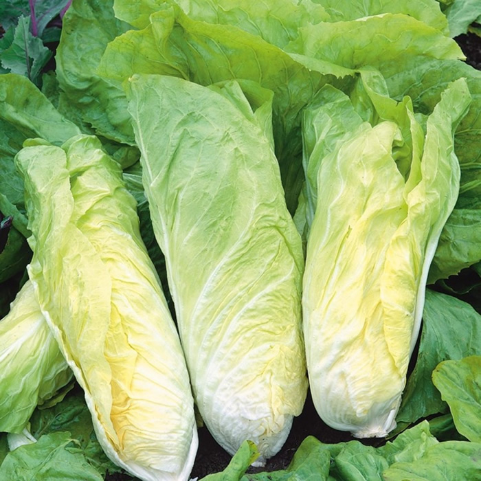 Leaf Chicory Bianca di Milano
