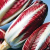 Leaf Chicory Rossa di Treviso