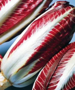 Leaf Chicory Rossa di Treviso