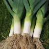 Leek Jolant