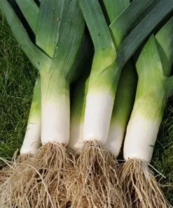 Leek Jolant