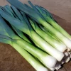 Leek Lancelot