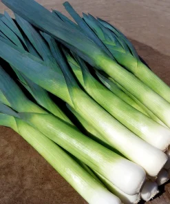 Leek Lancelot