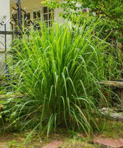 Lemon Grass