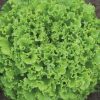 Lettuce GUIDIZEL