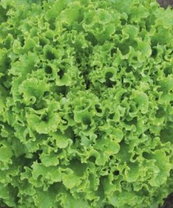 Lettuce GUIDIZEL