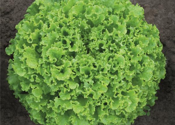 Lettuce GUIDIZEL