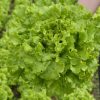 Lettuce Myrtel