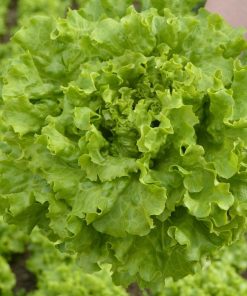 Lettuce Myrtel