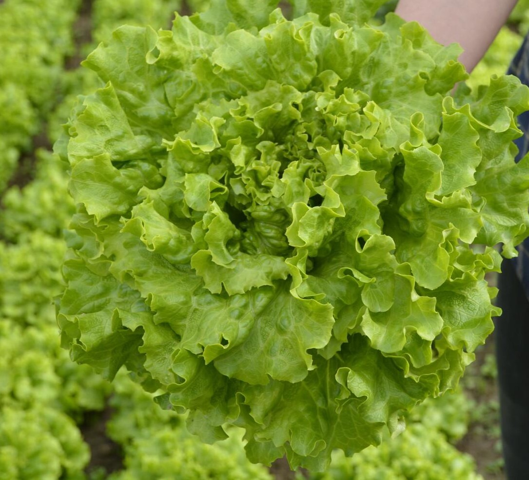 Lettuce Myrtel