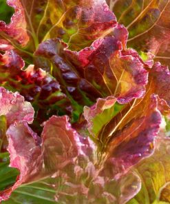 Lettuce Rosela
