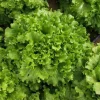 Lettuce Leaf Salad Bowl