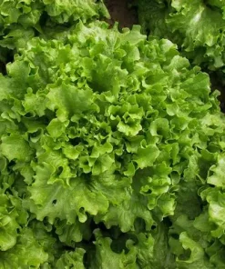 Lettuce Leaf Salad Bowl
