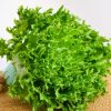 Lettuce iceberg Regina Dei Ghiacci