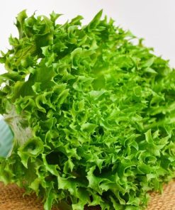 Lettuce iceberg Regina Dei Ghiacci
