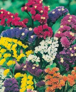 Statice Seeds Limonium Statice Mixed 0.3g