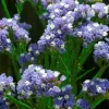 Statice, Limonium Blue