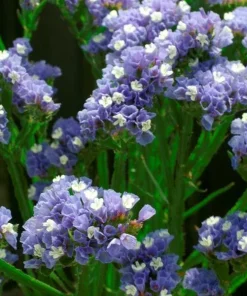 Statice, Limonium Blue
