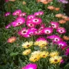 Daisy Livingstone Daisy Pastel Mixed