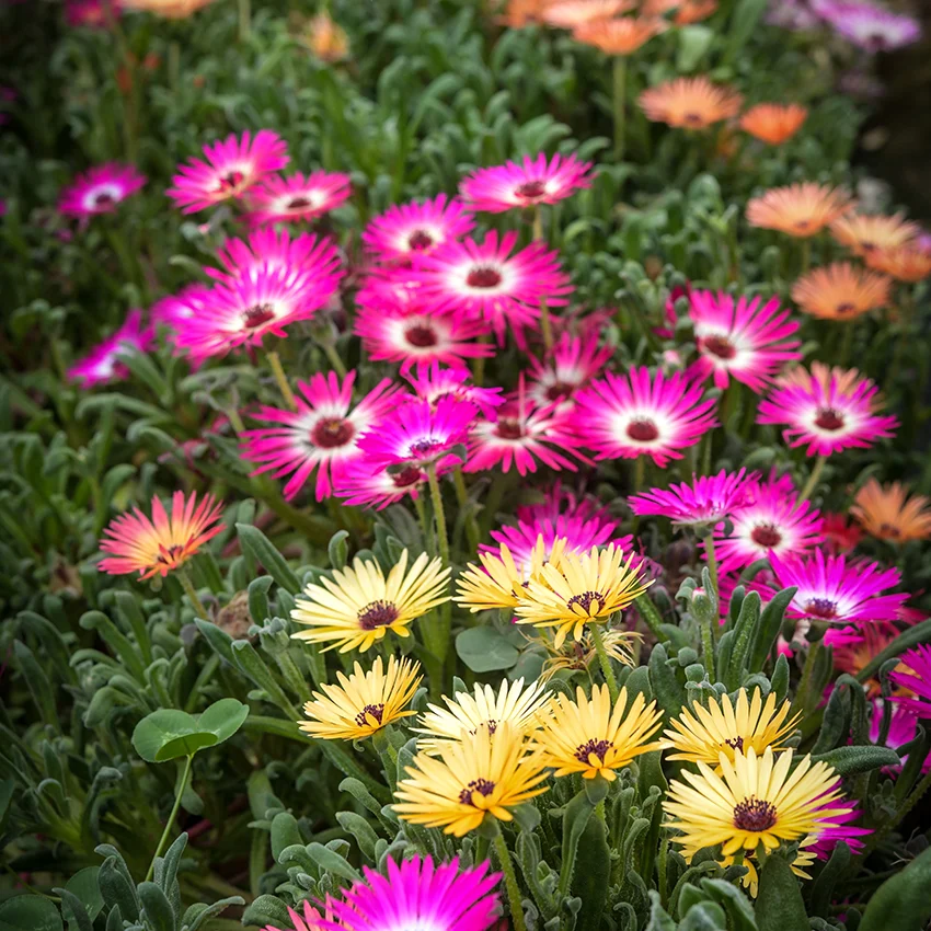 Daisy Livingstone Daisy Pastel Mixed