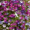 Lobelia Cascade mixed