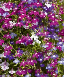 Lobelia Cascade mixed
