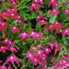 Lobelia Cascade Pink