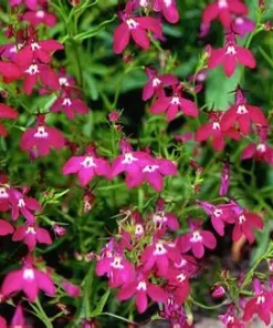 Lobelia Cascade Pink