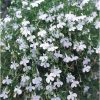 Lobelia Cascade white