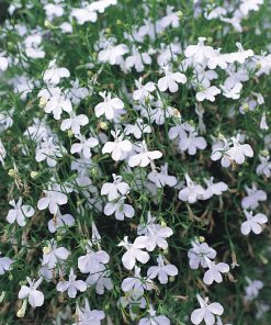 Lobelia Cascade white