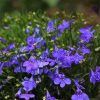 Lobelia Edging Lobelia Blue