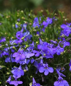 Lobelia Edging Lobelia Blue