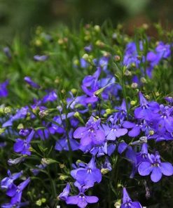 Lobelia Edging Lobelia Blue