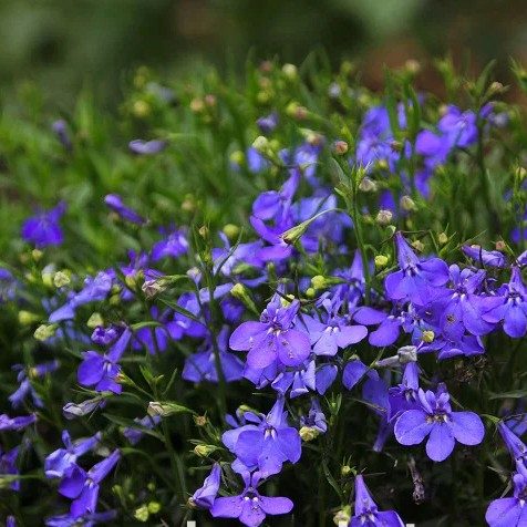 Lobelia Edging Lobelia Blue