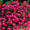 Lobelia Rosamond