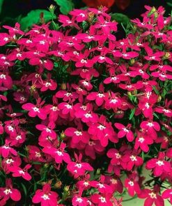 Lobelia Rosamond