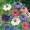 Nigella (Love-in-a-Mist) Persian Jewels