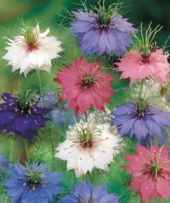 Nigella (Love-in-a-Mist) Persian Jewels