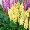Lupin, Lupine Festival