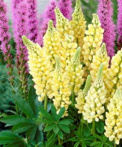 Lupin, Lupine Festival