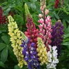 Lupin, Lupine Formula Mix