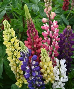 Lupin, Lupine Formula Mix