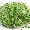 alfaalfa-seeds-for-sprouts-and-microgreens