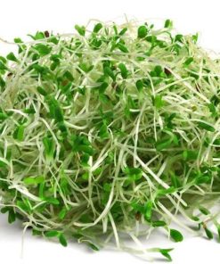 alfaalfa-seeds-for-sprouts-and-microgreens