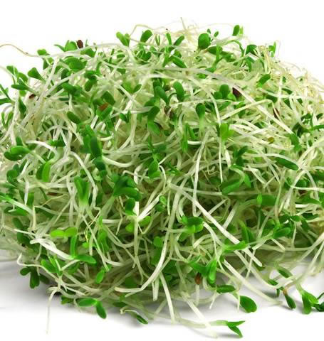 alfaalfa-seeds-for-sprouts-and-microgreens