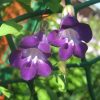 Maurandia seeds Climbing Vine 10s (412907)