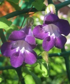 Maurandia seeds Climbing Vine 10s (412907)